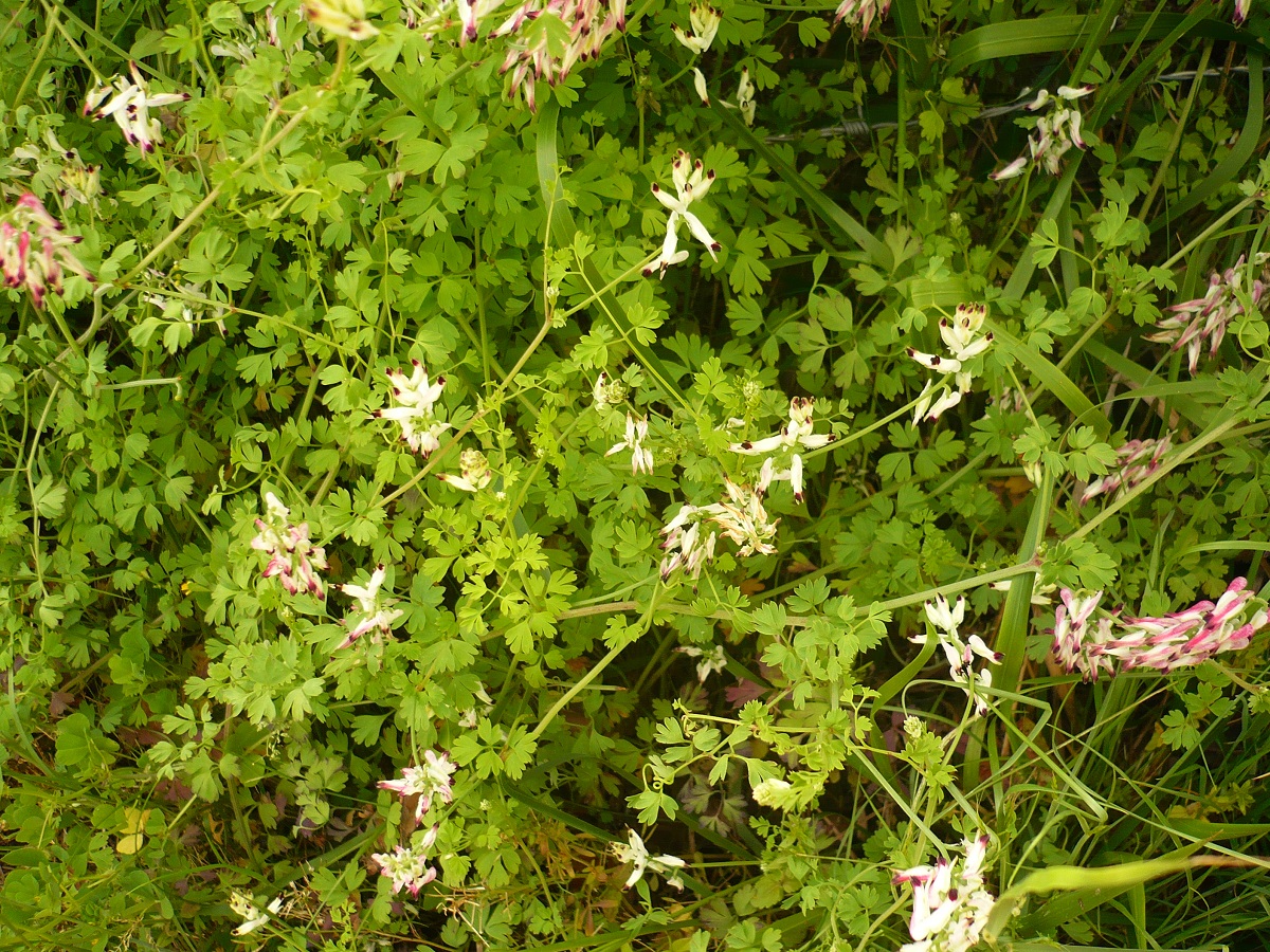 Fumaria capreolata (Papaveraceae)